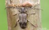 tesařík (Brouci), Exocentrus adspersus, Cerambycidae, Acanthocinini (Coleoptera)
